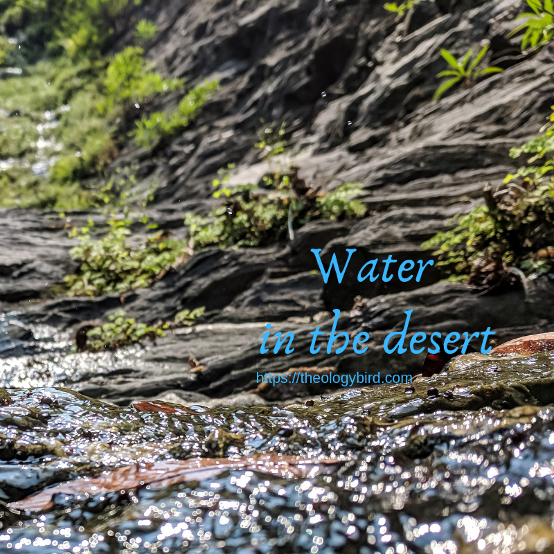a trickle of water flows in front of rock with a sparse bit of greenery growing.  Blue text reads: water in the desert, and the url https://theologybird.com