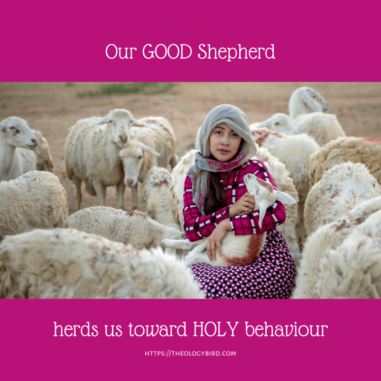 In the middle of the image is a young woman holding a lamb, surrounded by sheep. The background is a magenta that matches a colour on her shirt. The text reads: Our GOOD Shepherd herds us toward HOLY behaviour.
